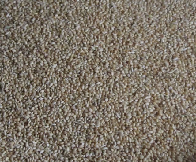 Foxtail millet (Setaria italica), grains