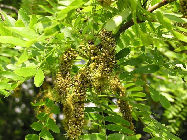 Honey locust (Gleditsia triacanthos), leaves and flowers, Donetsk, Ukraine