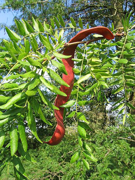 Honey locust (Gleditsia triacanthos), pods, Cambridge, UK