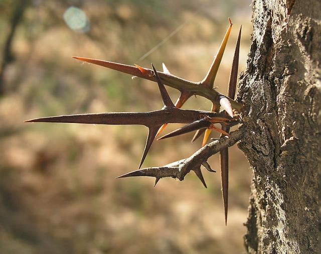 Honey locust (Gleditsia triacanthos), thorns, Madrid, Spain