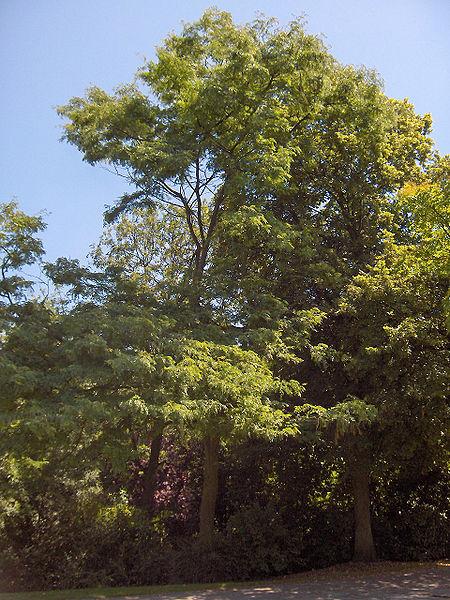 Honey locust (Gleditsia triacanthos), tree