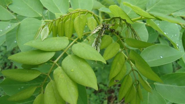 Gliricidia sepium at Mindanao, Philippines