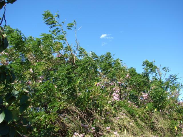 Flowering habit at Spreckelsville, Maui