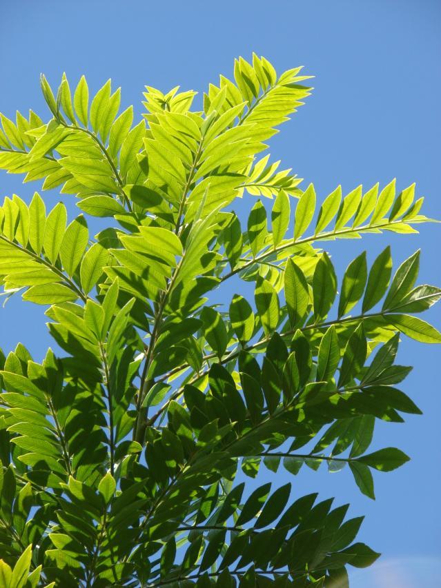 Gliricidia leaves