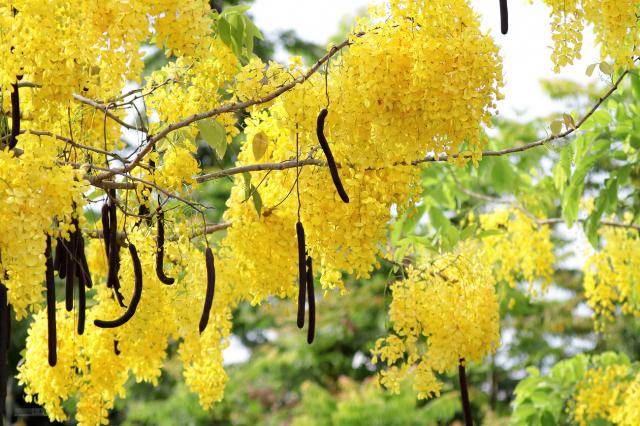 Golden tree (Cassia fistula), habit and pods