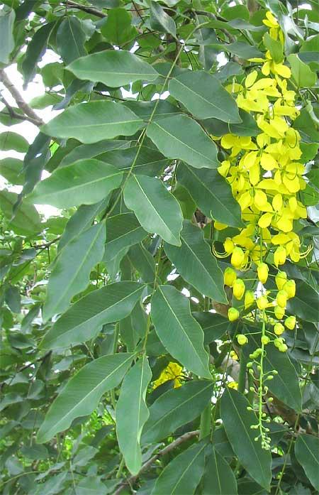 Golden tree (Cassia fistula), leaves