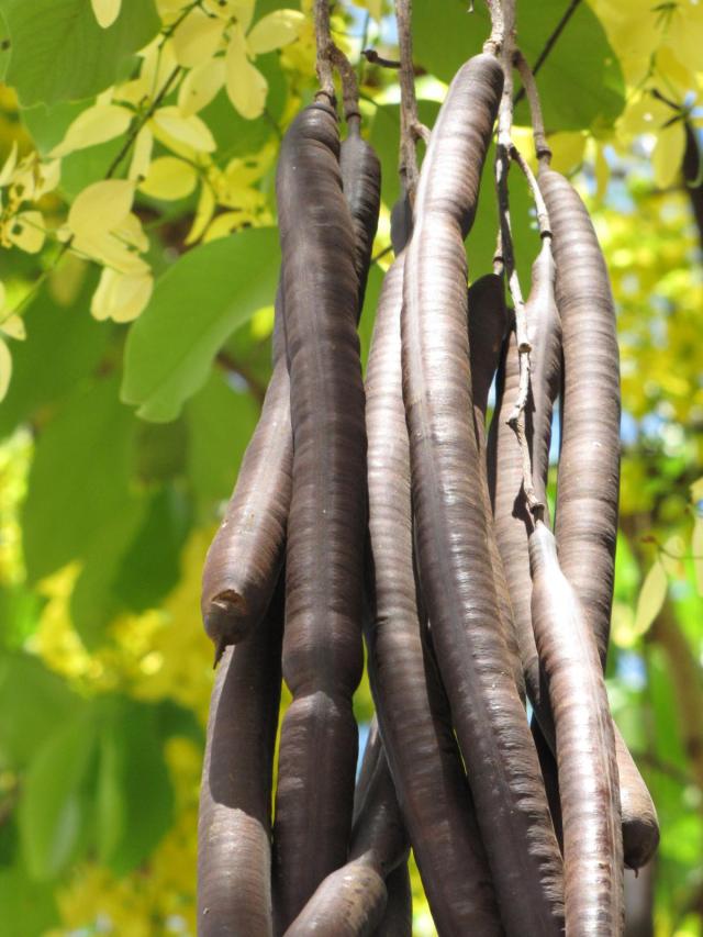 Golden tree (Cassia fistula), pods