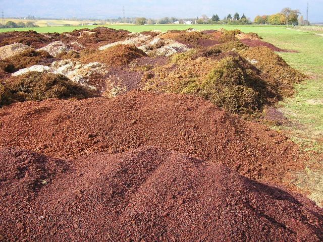 Grape marc heaps at harvesting time