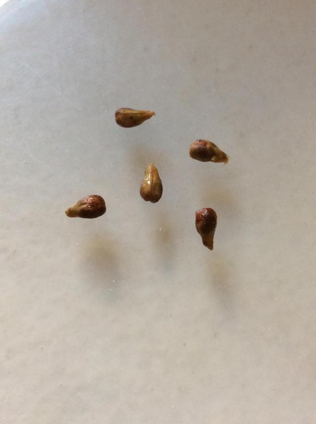 Grape seeds