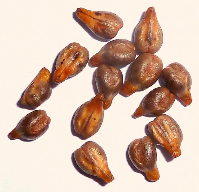 Grape seeds