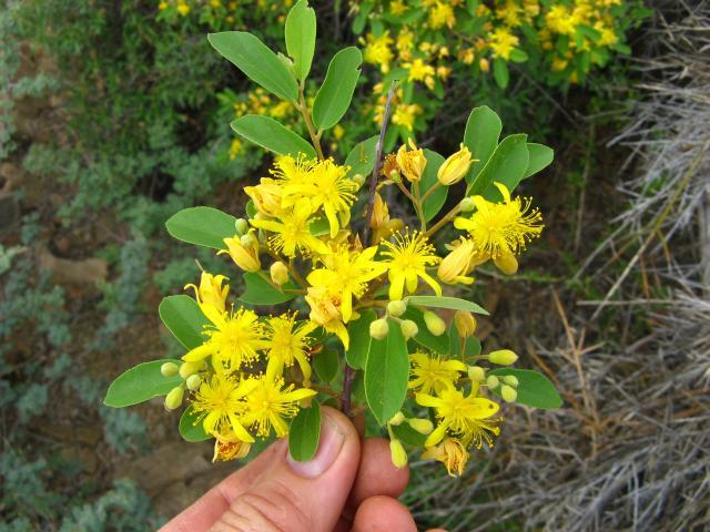 Grewia (Grewia bicolor), flowers and leaves