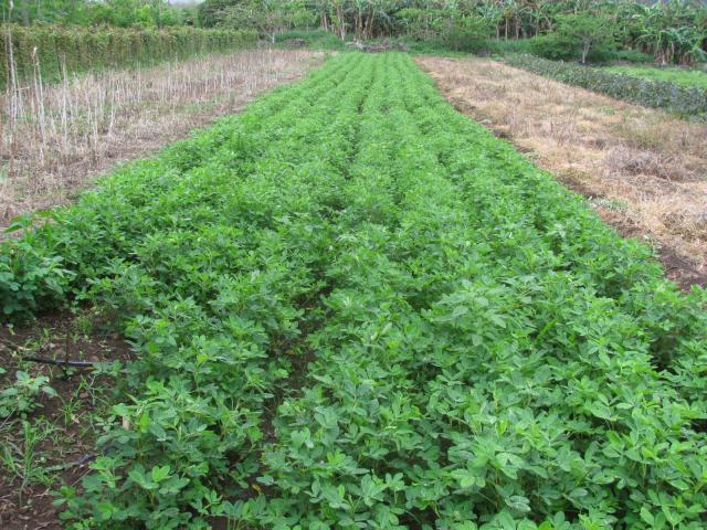Groundnut (Arachis hypogaea), field