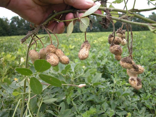 Groundnut (Arachis hypogaea), pods and leaves