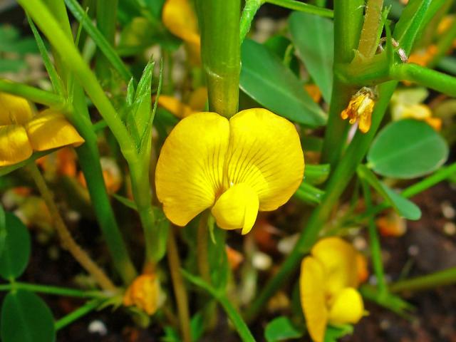 Groundnut (Arachis hypogaea), stems and flower