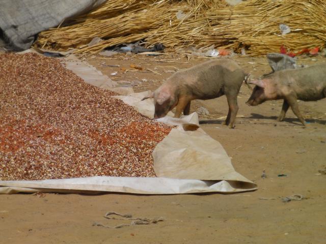 Pigs eating peanuts