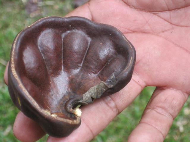 Guanacaste (Enterolobium cyclocarpum), ear-shaped pod
