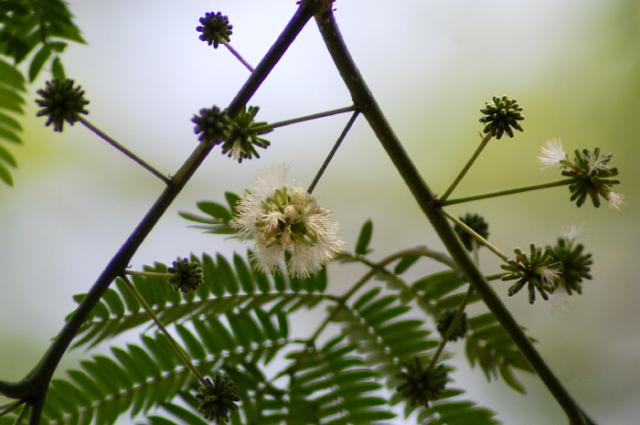 Guanacaste (Enterolobium cyclocarpum), flowers