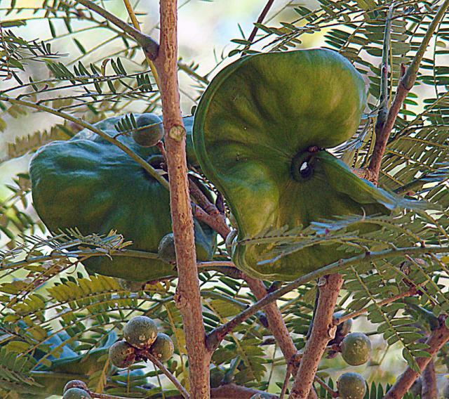 Guanacaste (Enterolobium cyclocarpum), green pods