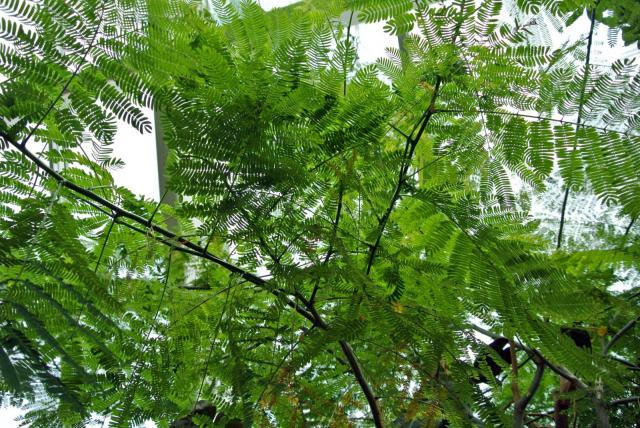 Guanacaste (Enterolobium cyclocarpum), leaves