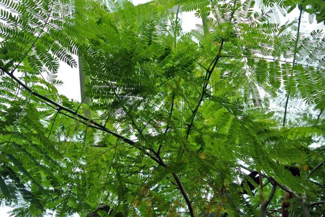 Guanacaste (Enterolobium cyclocarpum), leaves