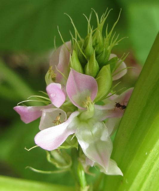 Inflorescence of Cyamopsis tetragonoloba