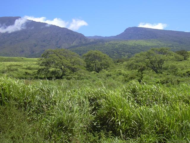 Guinea grass, Hawaii