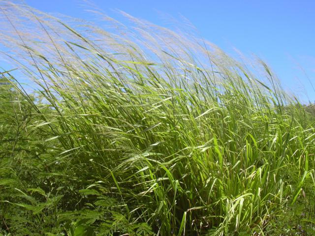 Guinea grass, Maui