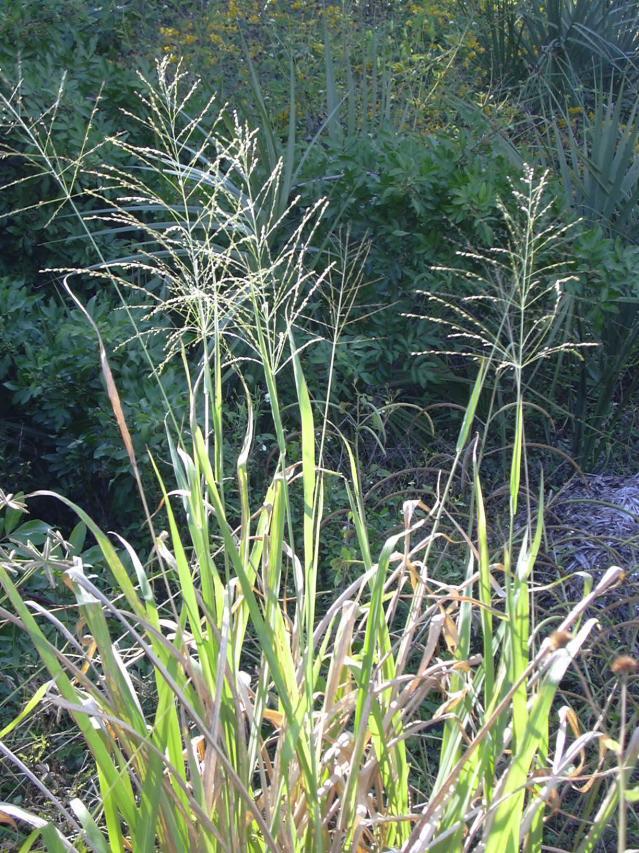 Guinea grass, Florida