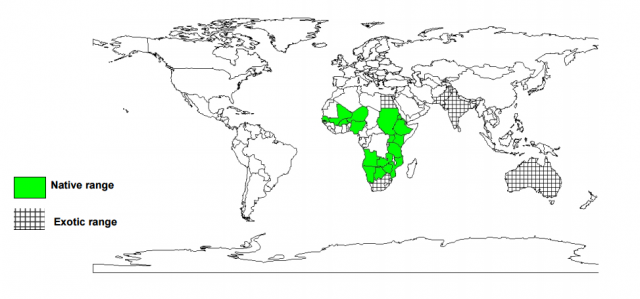 Gum arabic tree (Acacia senegal), worldwide distribution