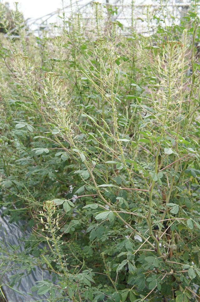 African spiderflower (Gynandra gynandropsis) in cultivation