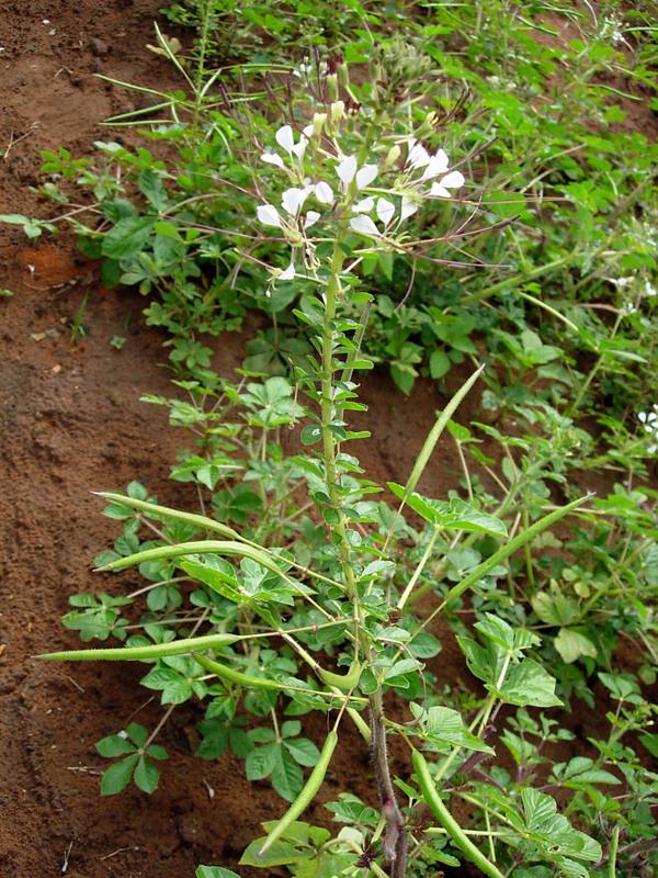 African spiderflower (Gynandra gynandropsis) habit