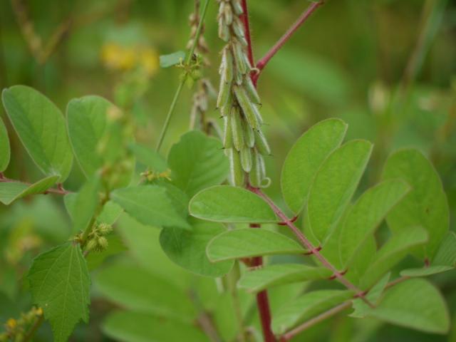 Hairy indigo (Indigofera hirsuta), leaves and fruits