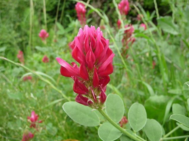 Sulla (Hedysarum coronarium) flower