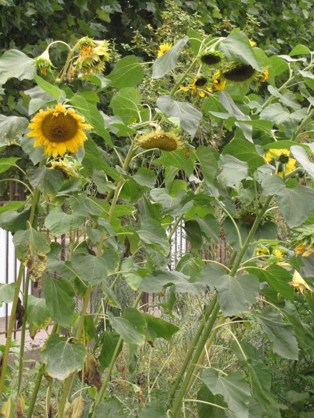 Sunflower plant