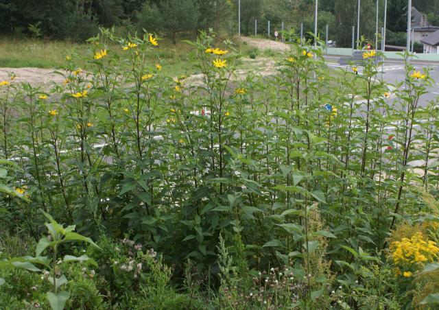 Jerusalem artichoke (Helianthus tuberosus), Poland