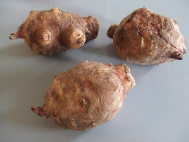 Jerusalem artichoke (Helianthus tuberosus) tubers