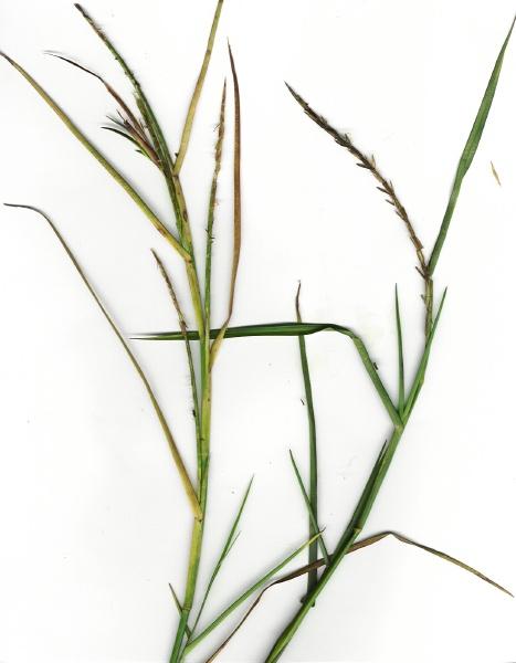 Limpo grass (Hemarthria altissima), Maui  Hawaii