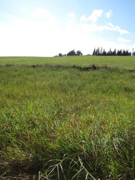 Limpo grass (Hemarthria altissima), stand, Maui, Hawaii
