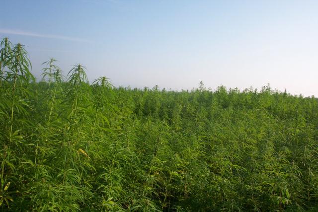Field of industrial hemp (Cannabis sativa), France