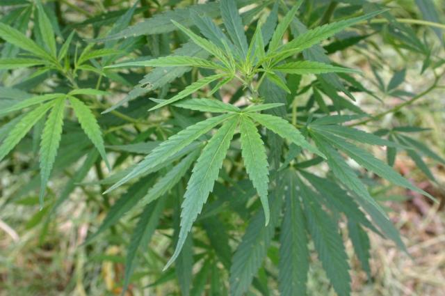 Hemp leaves (Cannabis sativa)