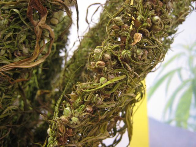 Hemp seeds, not separated from the dried plant