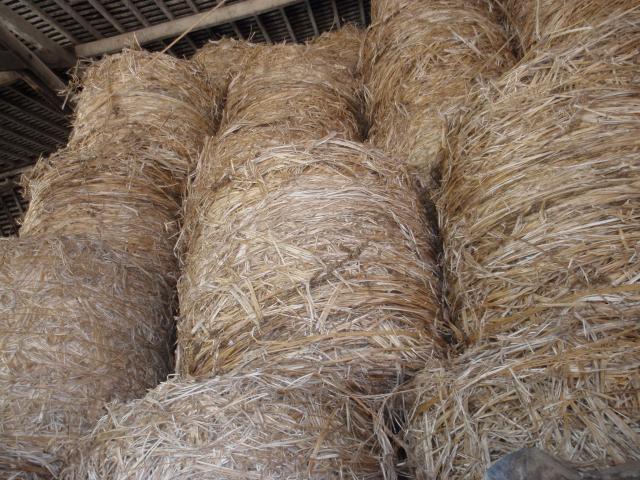 Straw of industrial hemp, France