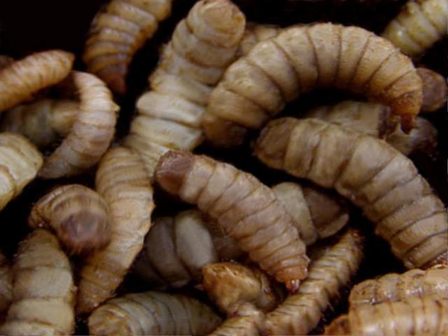 Larvae of black soldier fly (Hermetia illucens)