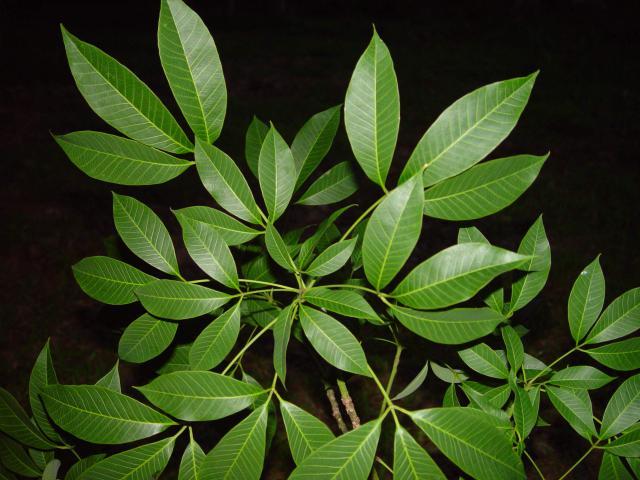 Leaves of rubber tree