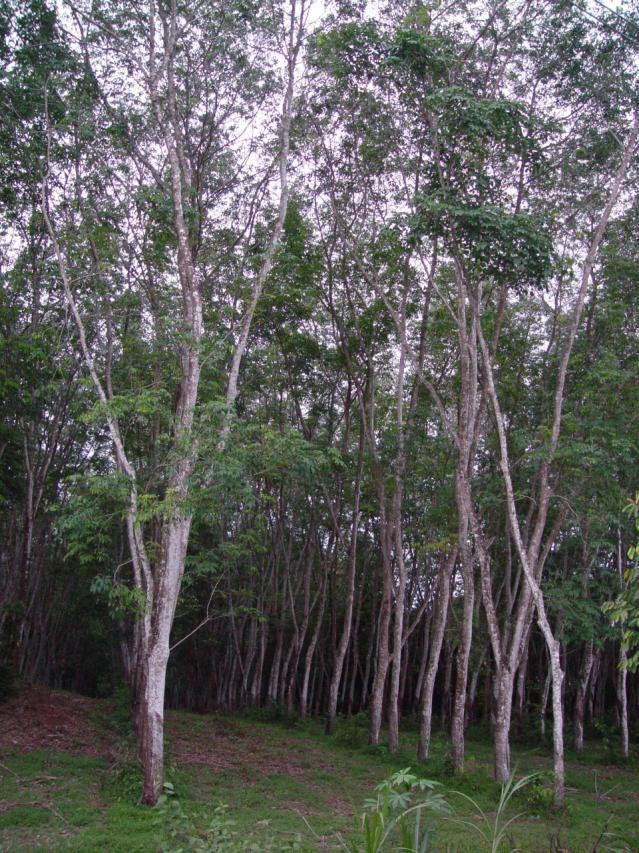 Rubber tree plantation, Phuket, Thailand