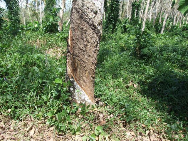 Rubber (Hevea brasiliensis), old tree