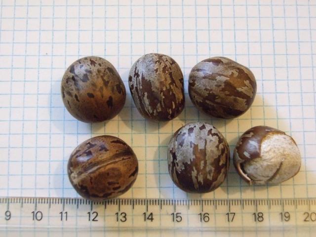 Rubber (Hevea brasiliensis), seeds