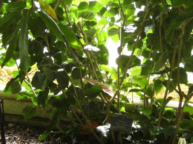 Rose of China (Hibiscus rosa-sinensis), habit, Kew Gardens, London