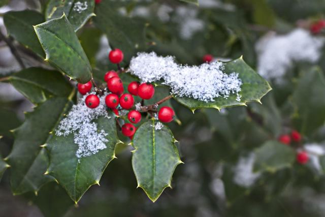 Holly (Ilex spp.) berries