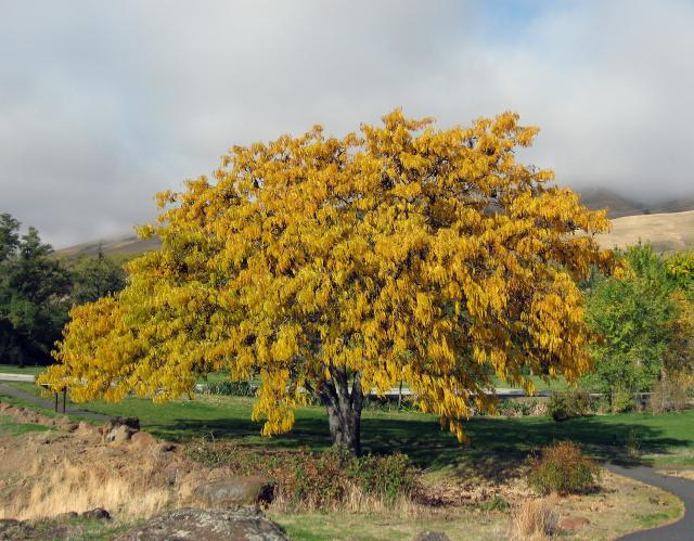 Honey locust tree during autumn, Washington, USA